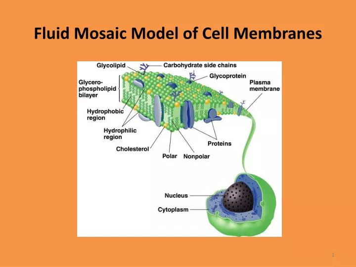 fluid mosaic model of cell membranes n.