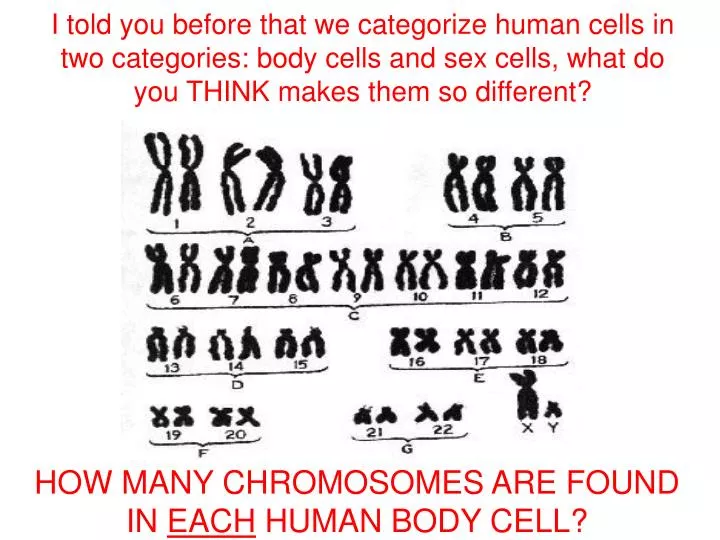 Number Of Cells In Human Body Human Body Anatomy