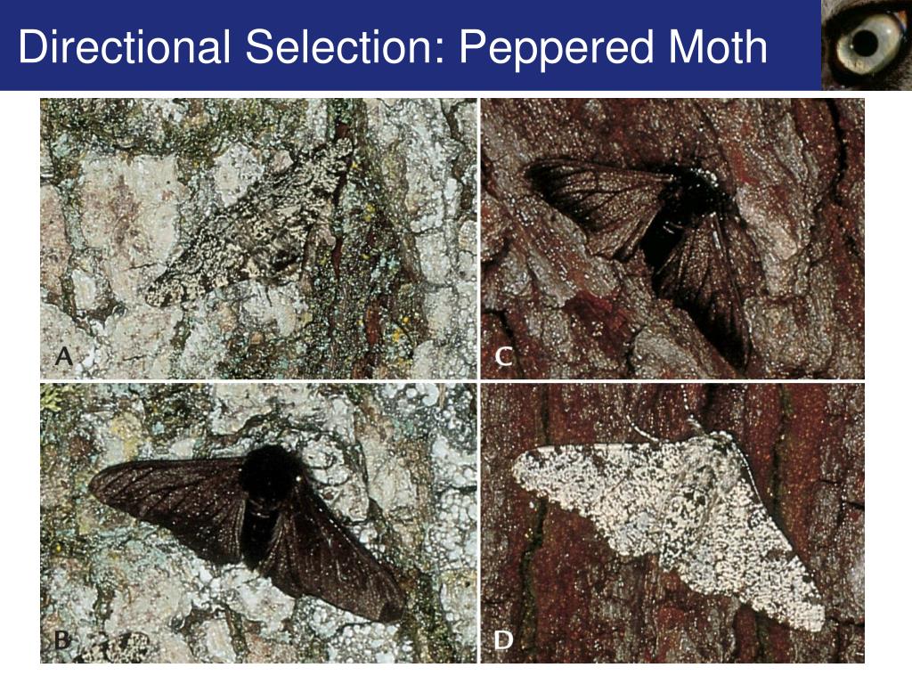 Directional Selection Peppered Moth
