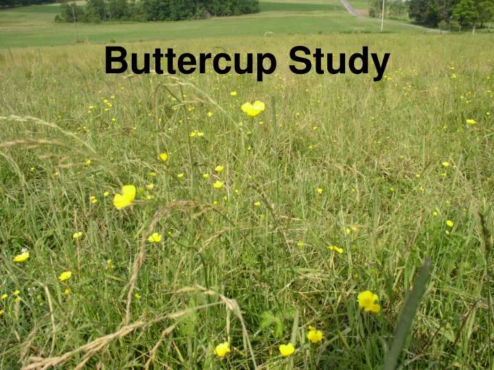 buttercup study n.