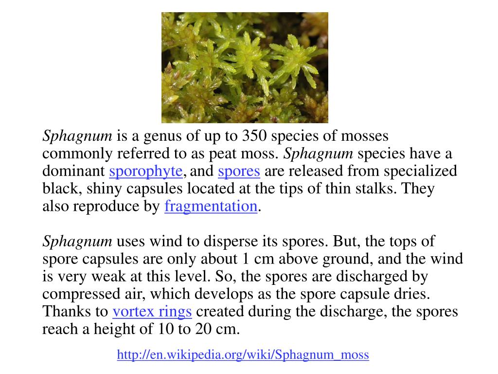 Sphagnum - Wikipedia