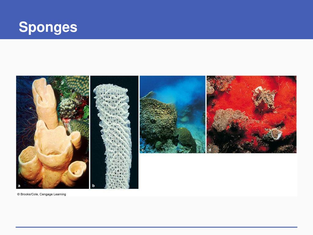during what stage in its life cycle does a sponge move during what stage in its life cycle does a sponge move
