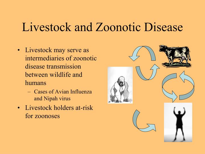 PPT - Bush Meat & Zoonotic Disease PowerPoint Presentation - ID:5763456