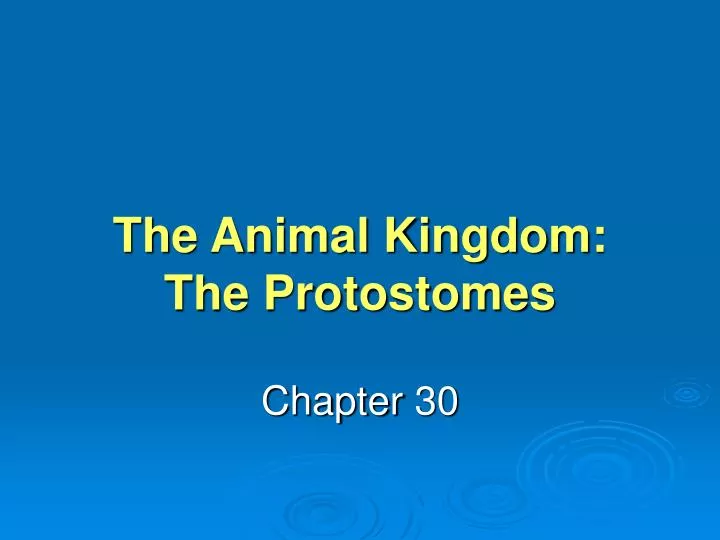 the animal kingdom the protostomes n.