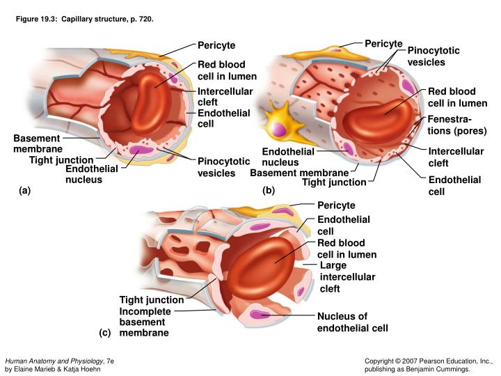 PPT - Chapter 19: Cardiovascular System: Blood Vessels ... veins arteries capillaries diagram 