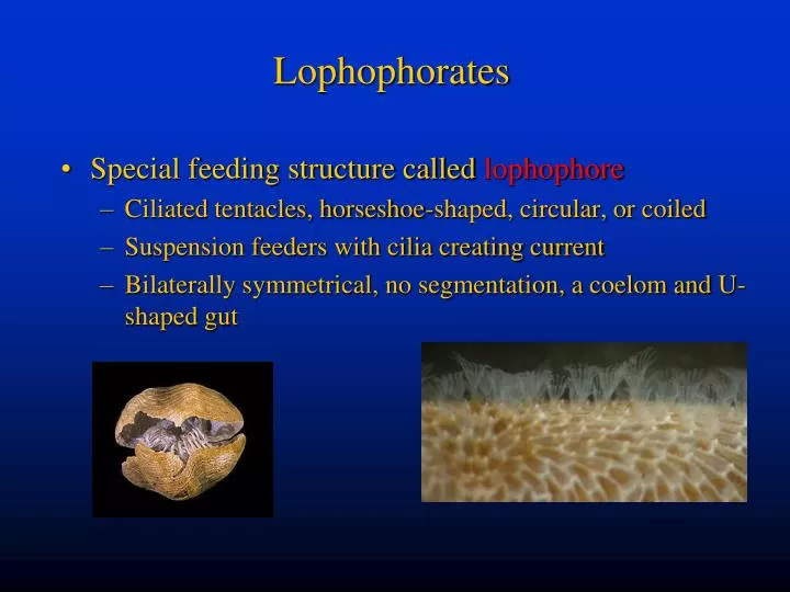 lophophorates n.