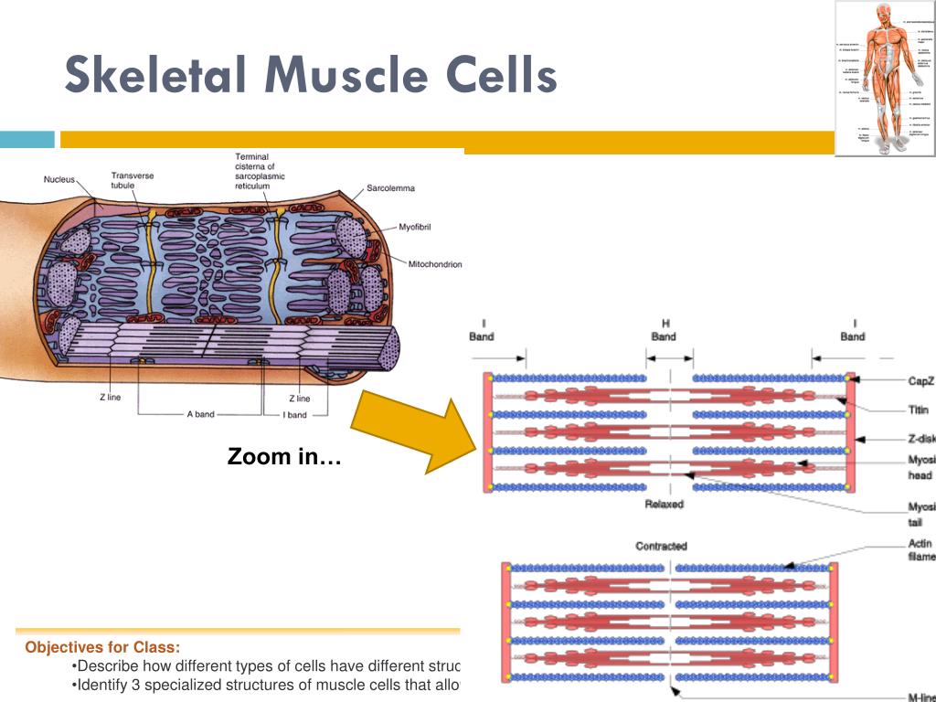 PPT - Bio 9C: Monday, January 3, 2011 Title: Cell Specialization