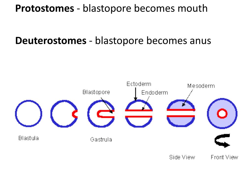 does blastopore lead to archenteron does blastopore lead to archenteron