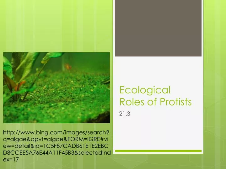 ecological roles of protists n.