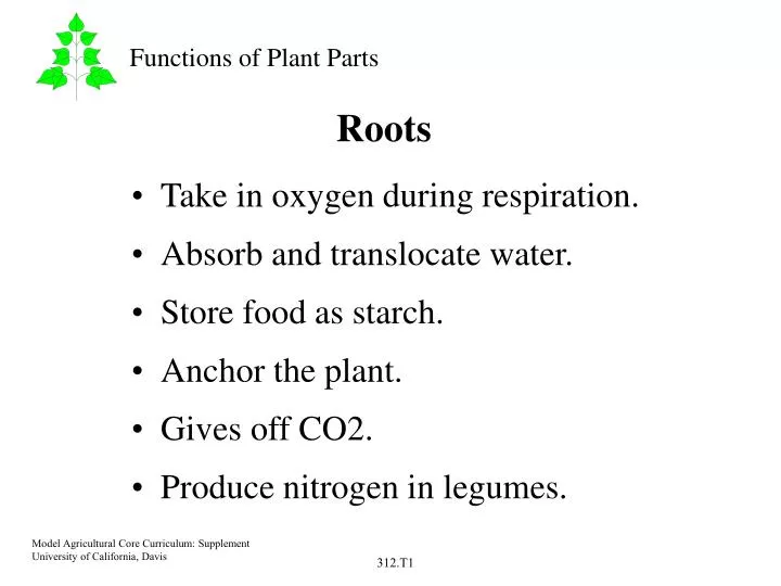 roots n.