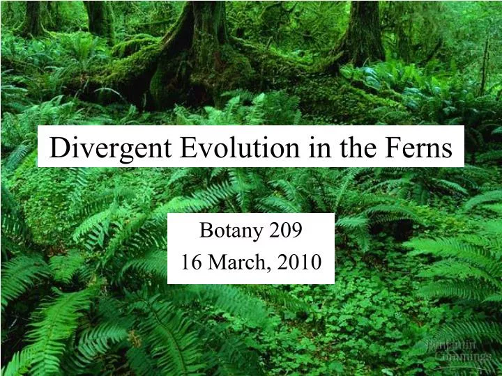 divergent evolution in the ferns n.