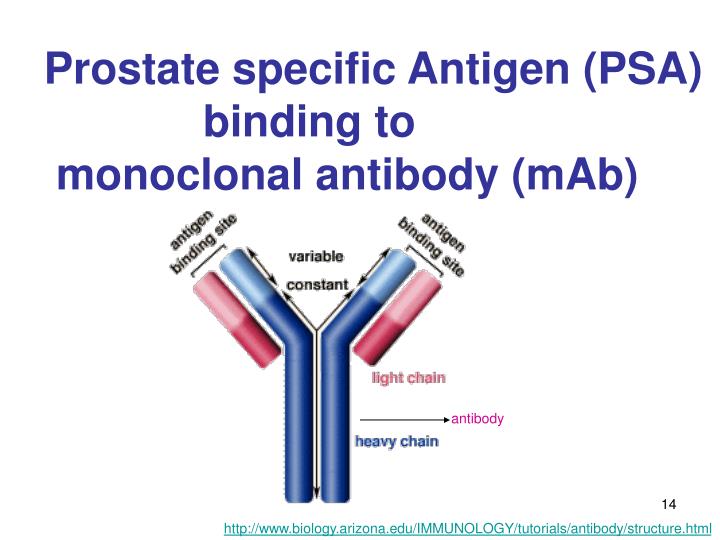 PPT - Surface Plasmon Resonance for Immunoassays PPT - Surface Plasmon Resonance for Immunoassays