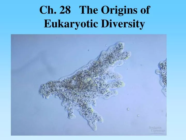 ch 28 the origins of eukaryotic diversity n.