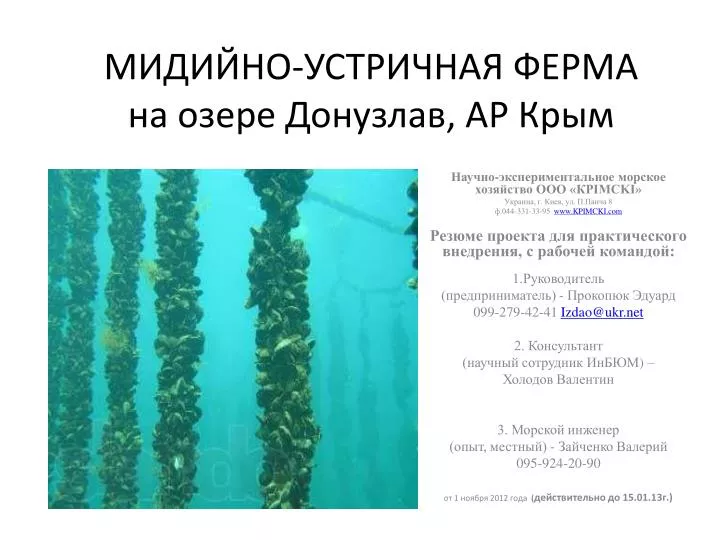 Меганом ферма мидийно устричная