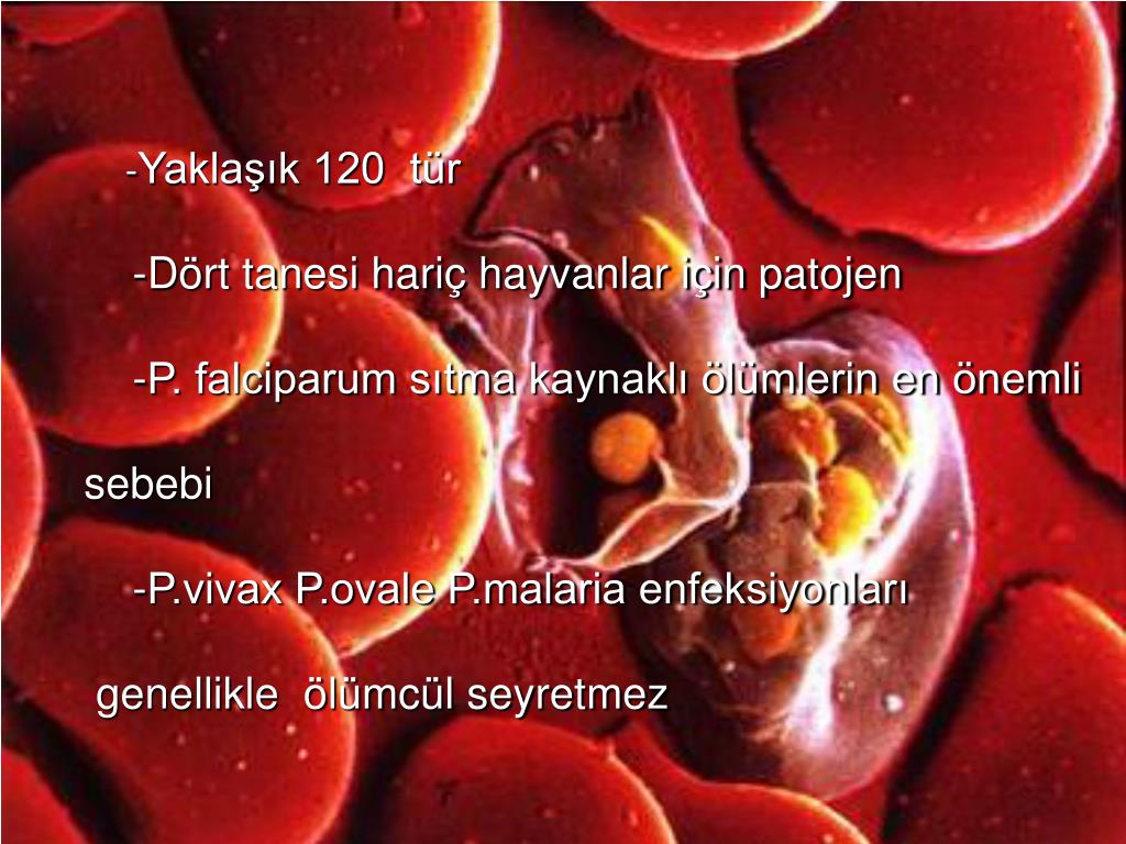 Малярия клетки. Разрушение эритроцитов малярийным плазмодием. Малярийный плазмодий в эритроцитах. Малярийный плазмодий эритроцит плазмодий. Малярийный плазмодий в клетках крови.