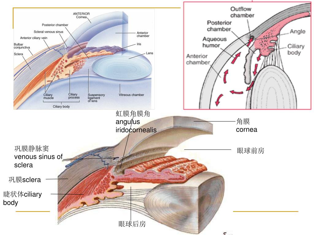 眼球解剖图_word文档在线阅读与下载_免费文档