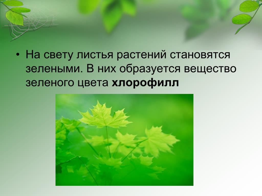 Почему без растений жизнь невозможно. Зеленое вещество в листьях. Растения зеленого цвета. Слайд зеленого цвета. Презентация про зеленый цвет для дошкольников.