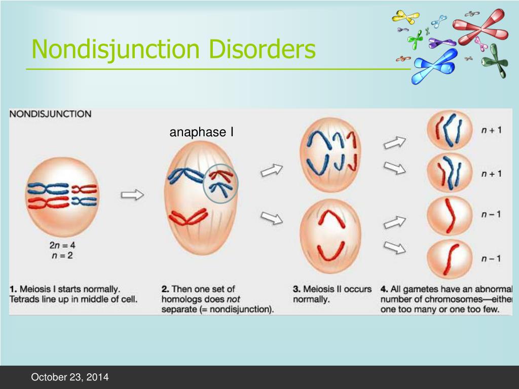 Nondisjunction Disorders 