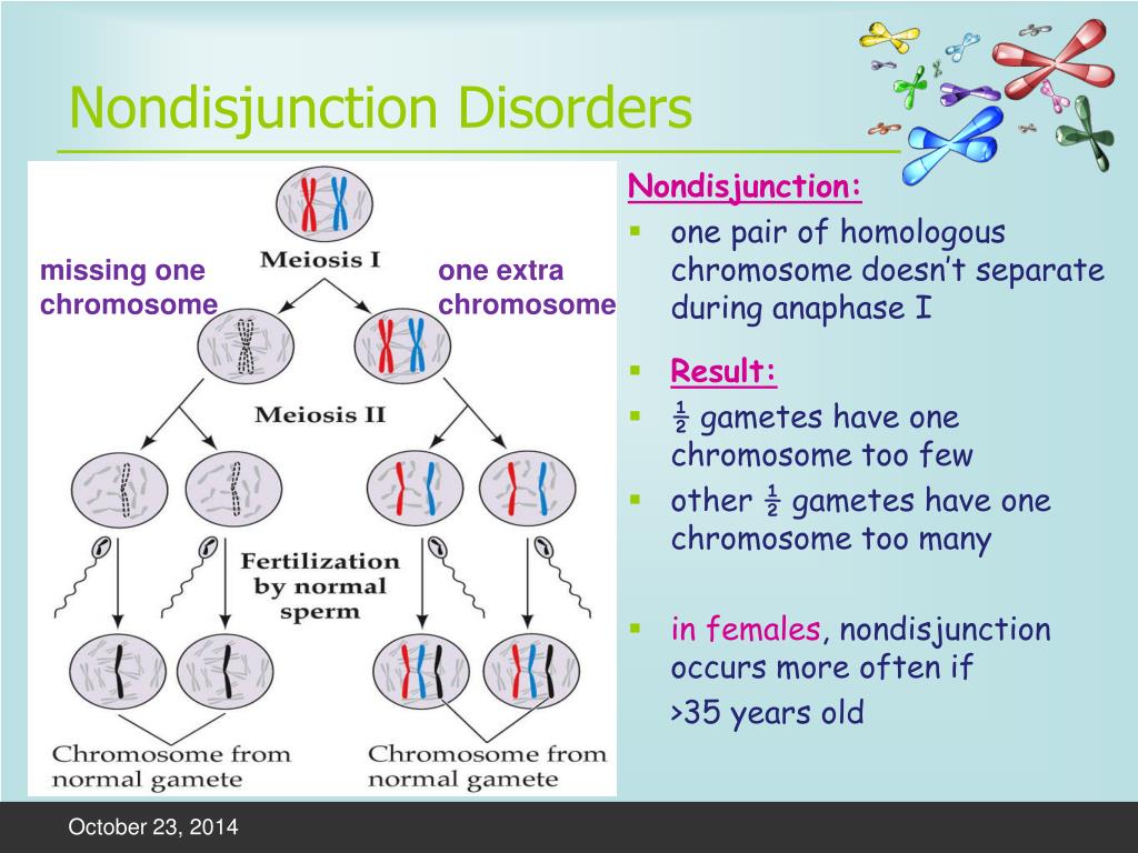 Ppt Sex Determination And Nondisjunction Disorders Powerpoint