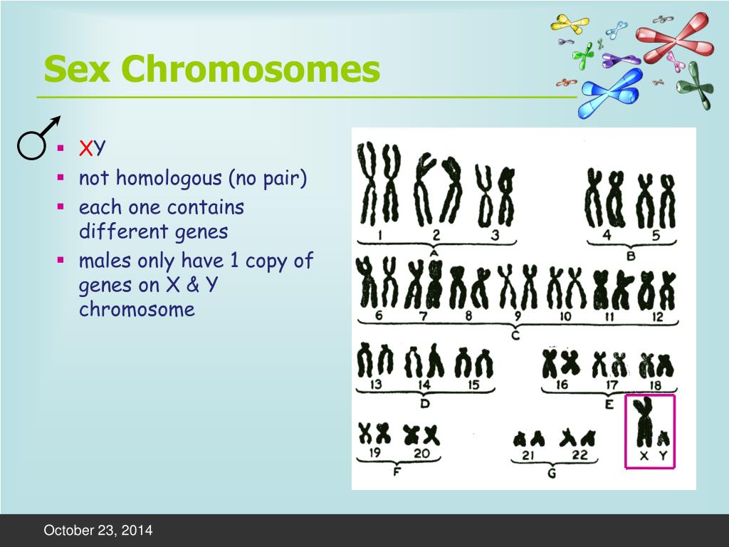 Ppt Sex Determination And Nondisjunction Disorders Powerpoint