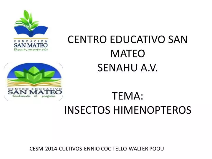 centro educativo san mateo senahu a v tema insectos himenopteros n.