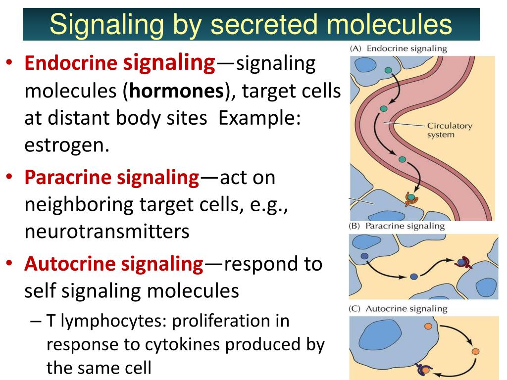 5 Types Of Cell Signaling