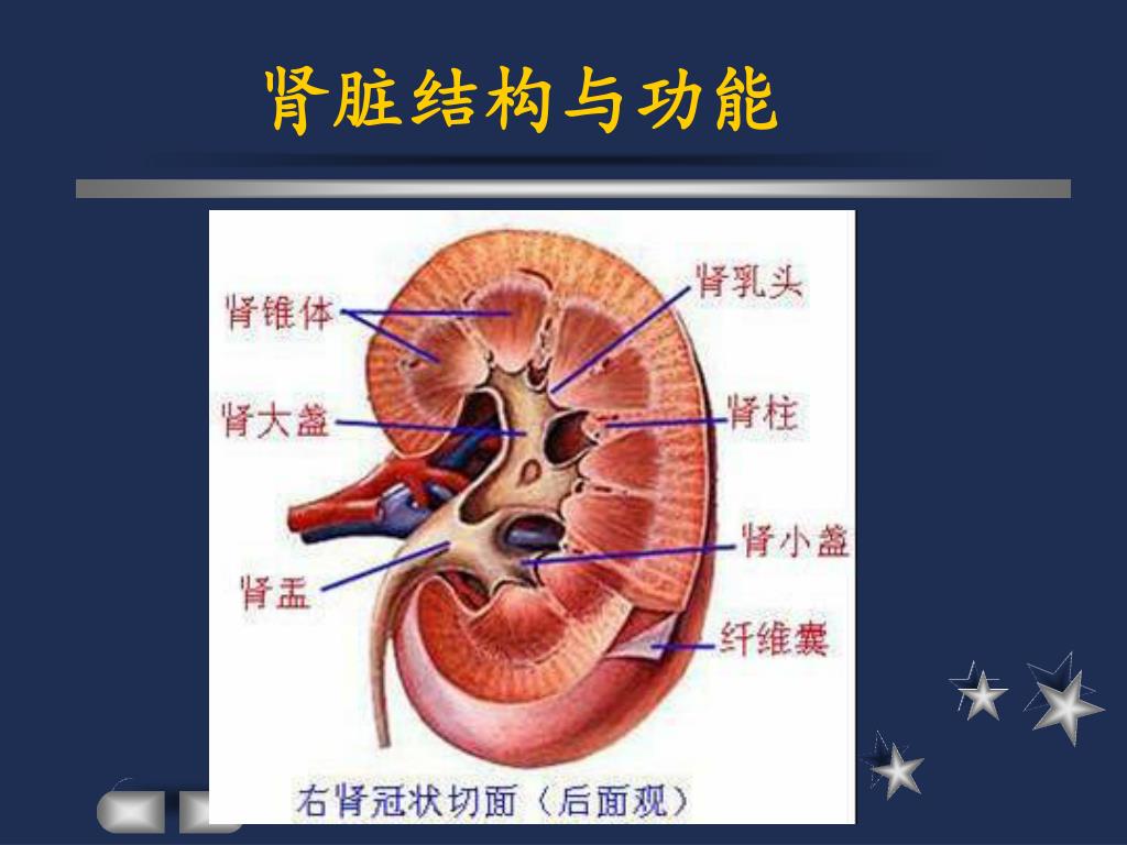 Ppt 泌尿系统总论powerpoint Presentation Free Download Id Ppt 泌尿系统总论powerpoint Presentation Free Download Id