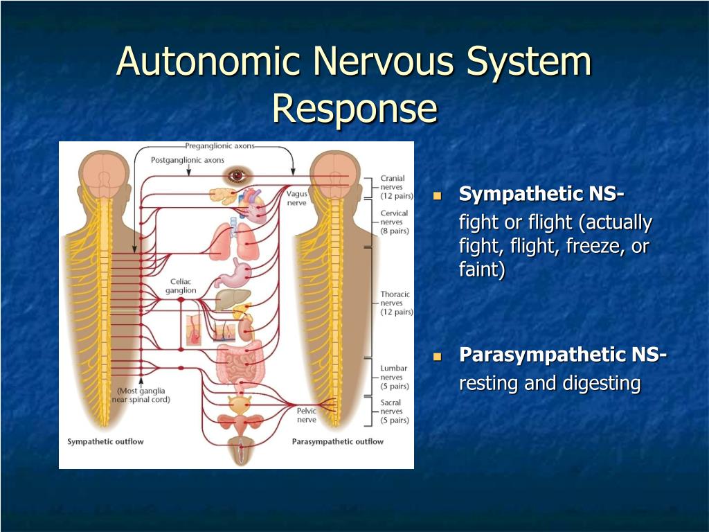 PPT - Stress and the Body’s Response PowerPoint Presentation, free