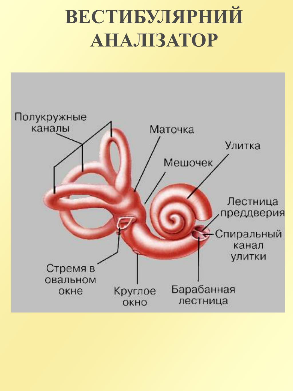 Канал улитки внутреннего уха. Внутреннее ухо маточка и мешочек. Анатомия улитки внутреннего уха. Строение полукружных каналов внутреннего уха. Полукружные канальцы внутреннего уха.