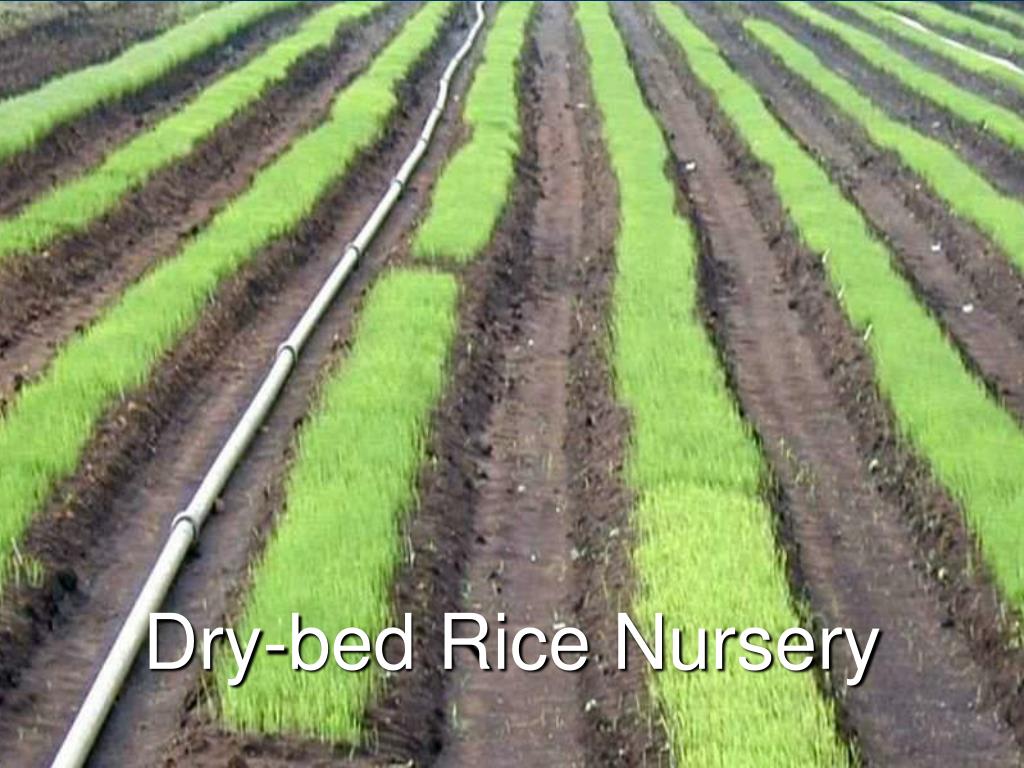 nursery beds in agriculture