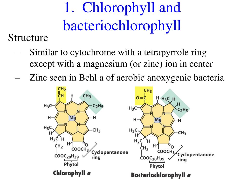 Пигмент хлорофилла содержится. Хлорофилл 48 штук. Пигмент хлорофилл b. Chlorophyll structure. Хлорофилл а и б.