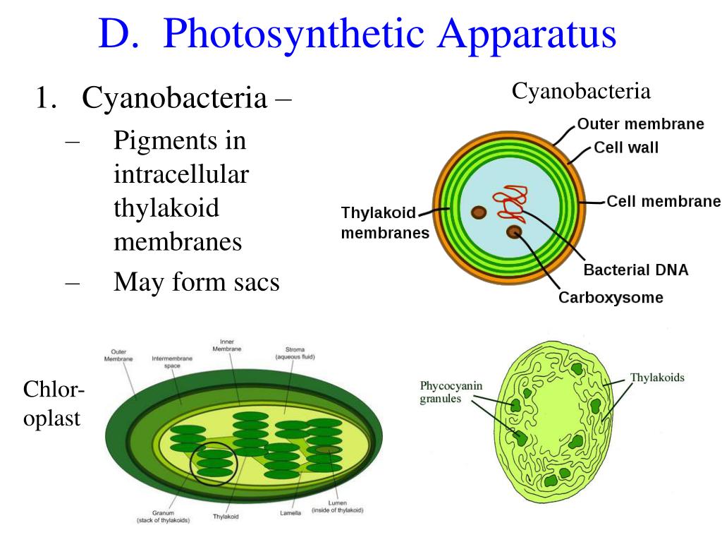 Хлорофиллы цианобактерий. Клетки цианобактерий. Строение клетки цианобактерий. Цианобактерии строение. Строение цианобактерий.