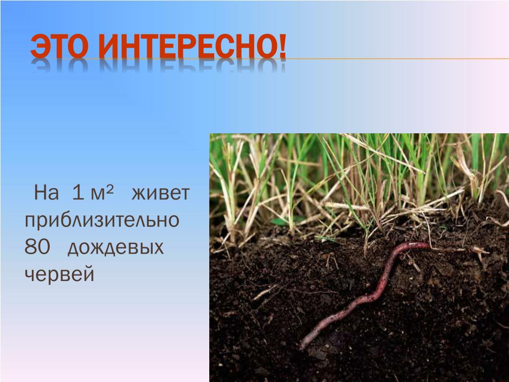 Где живет почва. Дождевой червь и его движение в почве. Дождевые черви в почве. Презентация по почвам. Почва презентация.