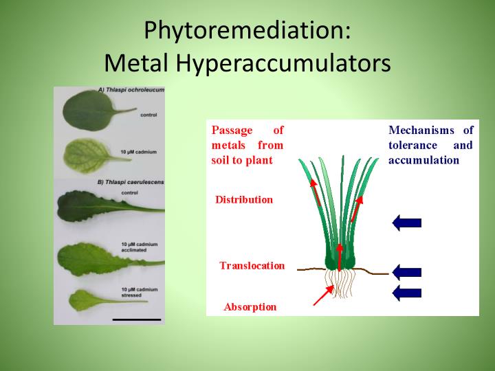 PPT BIOREMEDIATION PowerPoint Presentation ID5780464