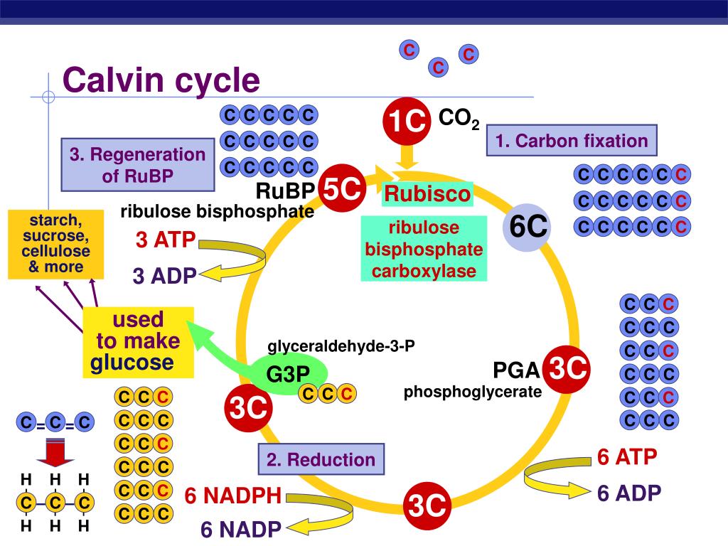 PPT Photosynthesis The Calvin Cycle Life From Air PowerPoint 