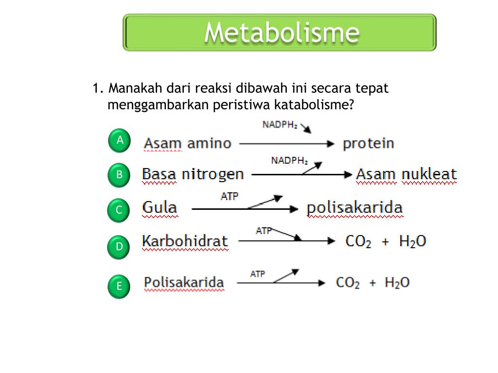 PPT - Metabolisme PowerPoint Presentation, free download - ID: