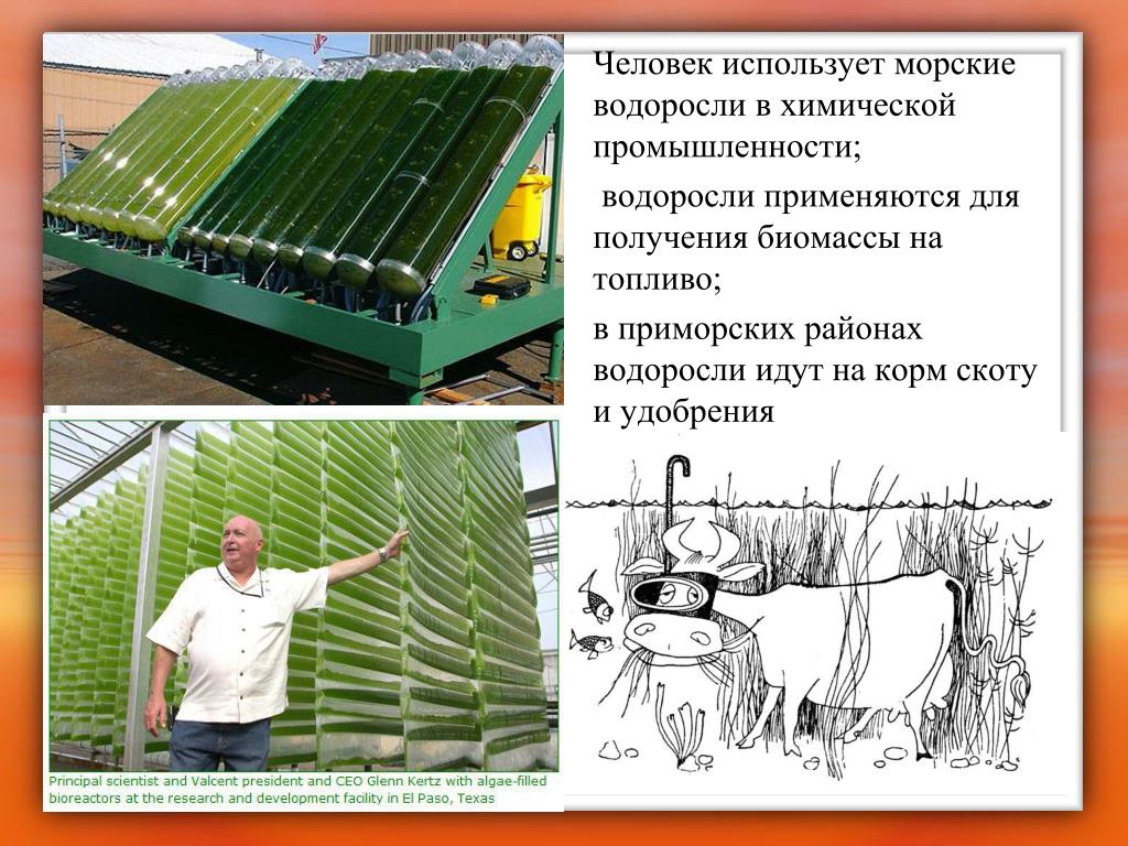 Значение растений водорослей. Значение и использование водорослей. Как человек использует водоросли. Морские водоросли в промышленности. Водоросли для корма скоту.
