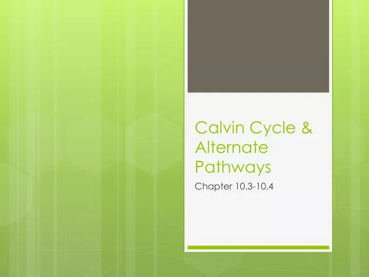 calvin cycle alternate pathways n.