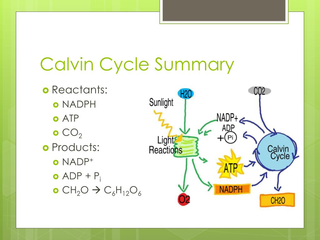 PPT Calvin Cycle Alternate Pathways PowerPoint Presentation ID 
