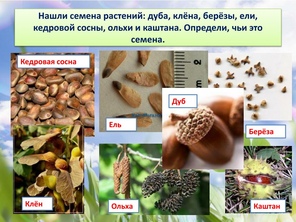 Определен растительный продукт. Семена растений. Семена разных растений. Семена растений с названиями. Чьи семена.