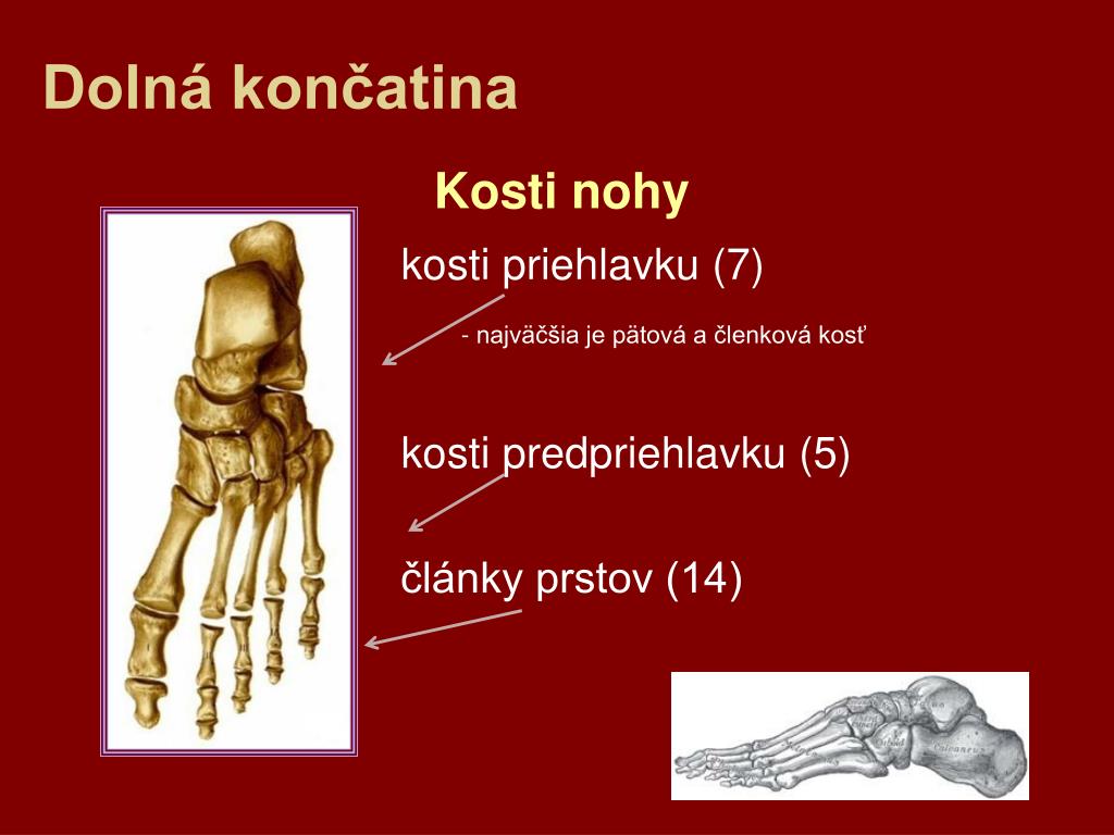 PPT Oporn S stava loveka PowerPoint Presentation Free Download 