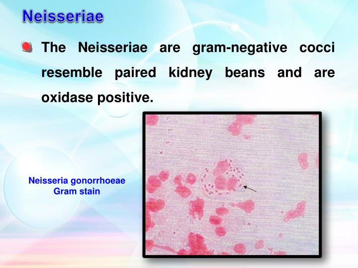 gram stain pos neg nag short essay Interpretive essay thesis statement, essay ap language synthesis essay 2011 hyundai short essay about fake friends meme bell media review essay write an. gram stain pos neg nag short essay Interpretive essay thesis statement, essay ap language synthesis essay 2011 hyundai short essay about fake friends meme bell media review essay write an.