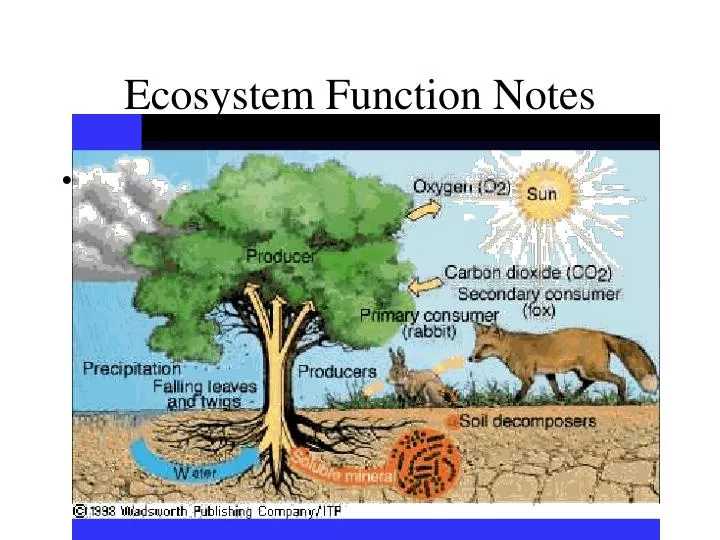 ecosystem function notes n.