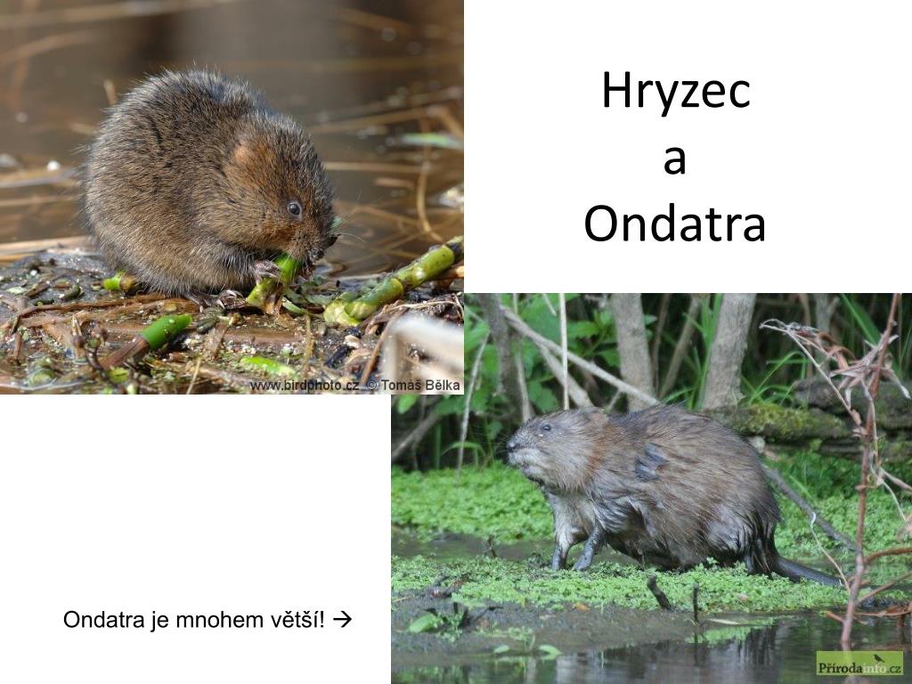 Чем отличается ондатра от. Водяная крыса ондатра. Водяная крыса, ондатра, выдра. Нутрия и ондатра. Крыса ондатра.