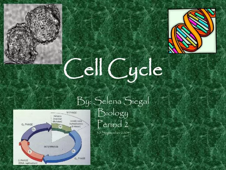 cell cycle n.