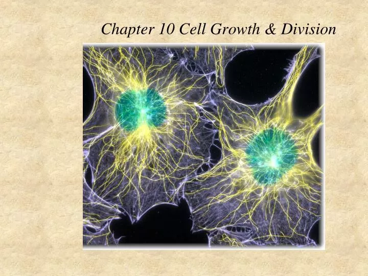 chapter 10 cell growth division n.