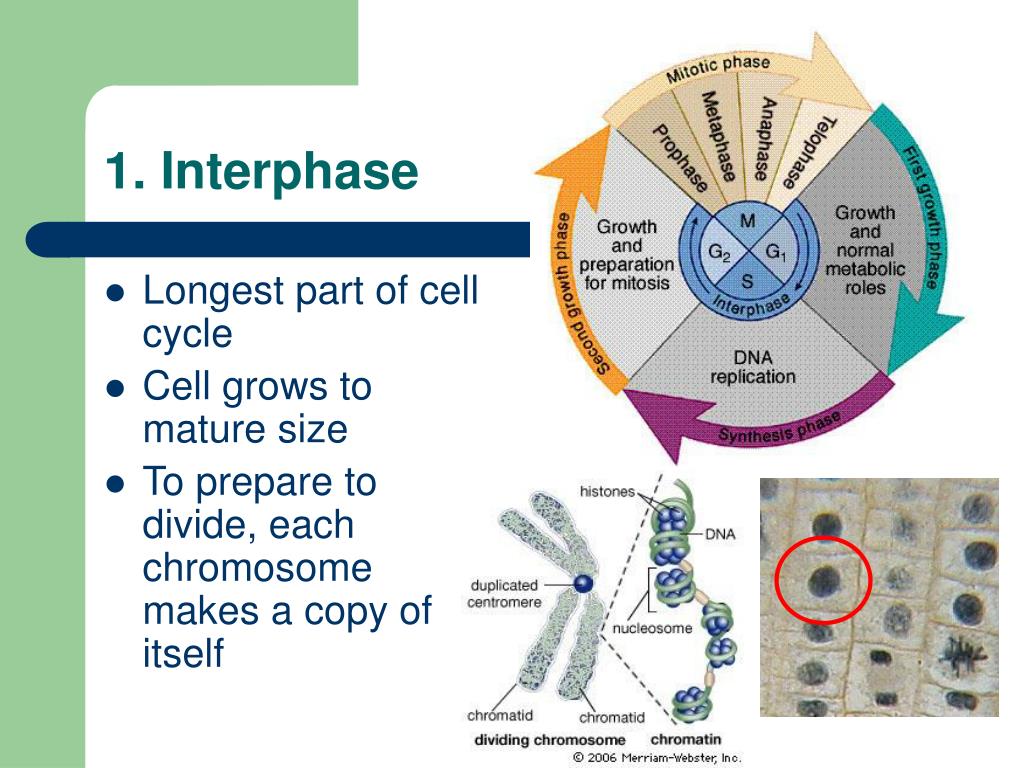 powerpoint presentation about mitosis