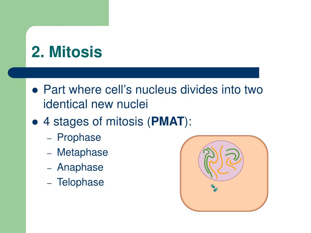 PPT - Mitosis PowerPoint Presentation, free download - ID:5784697