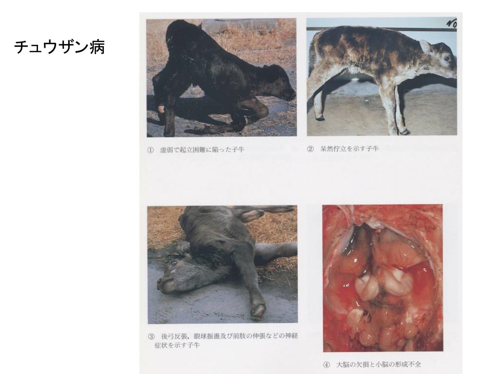 日本における牛のアルボウイルス病の主な発生