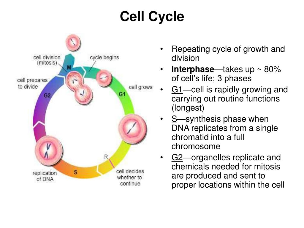 PPT - Cell Cycle PowerPoint Presentation, free download - ID:5785357